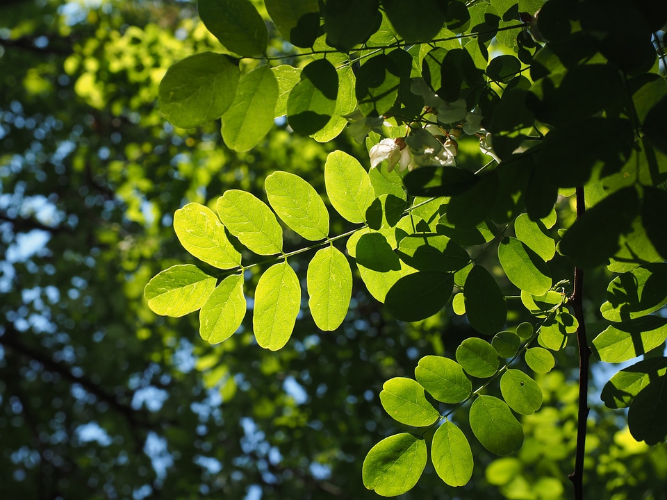 Filigree leaf structures tree