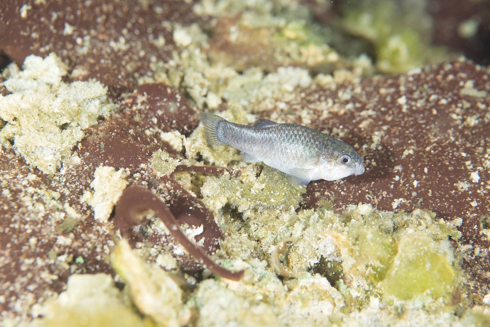 Captive Devils Hole pupfish-1