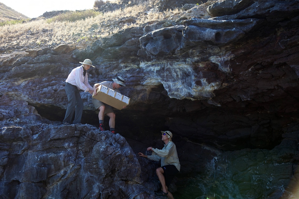 Nihoa Millerbird Translocation-2