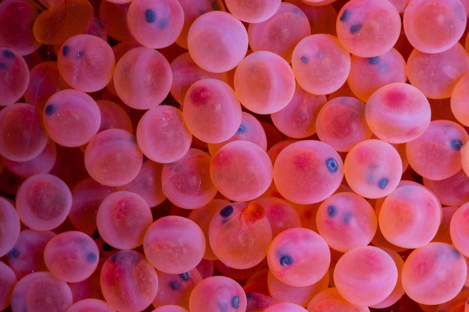 Rainbow trout eggs-4