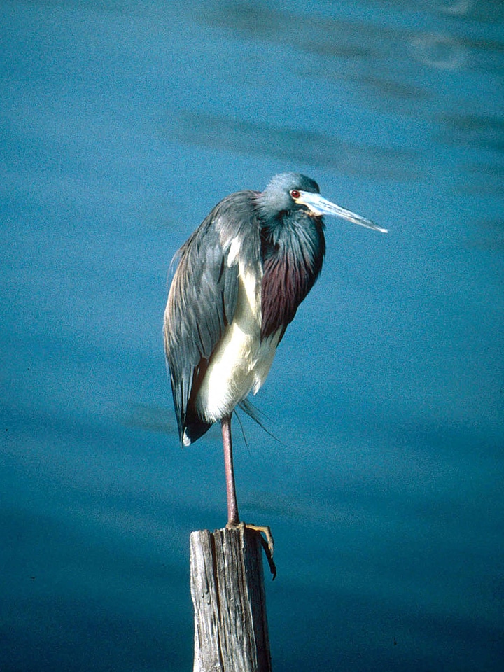 Tricolored Heron-1