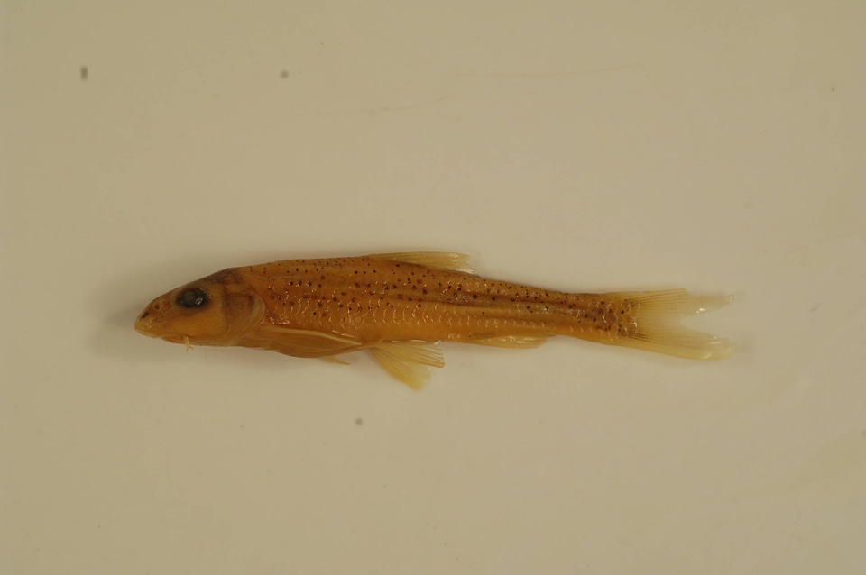 Macrhybopsis hyostoma