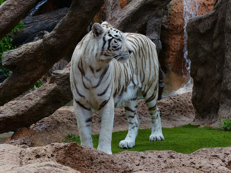 Big cat dangerous wildcat