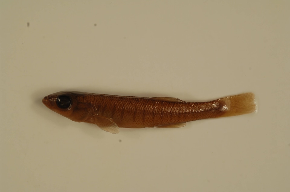 Fundulus diaphanus diaphanus-1