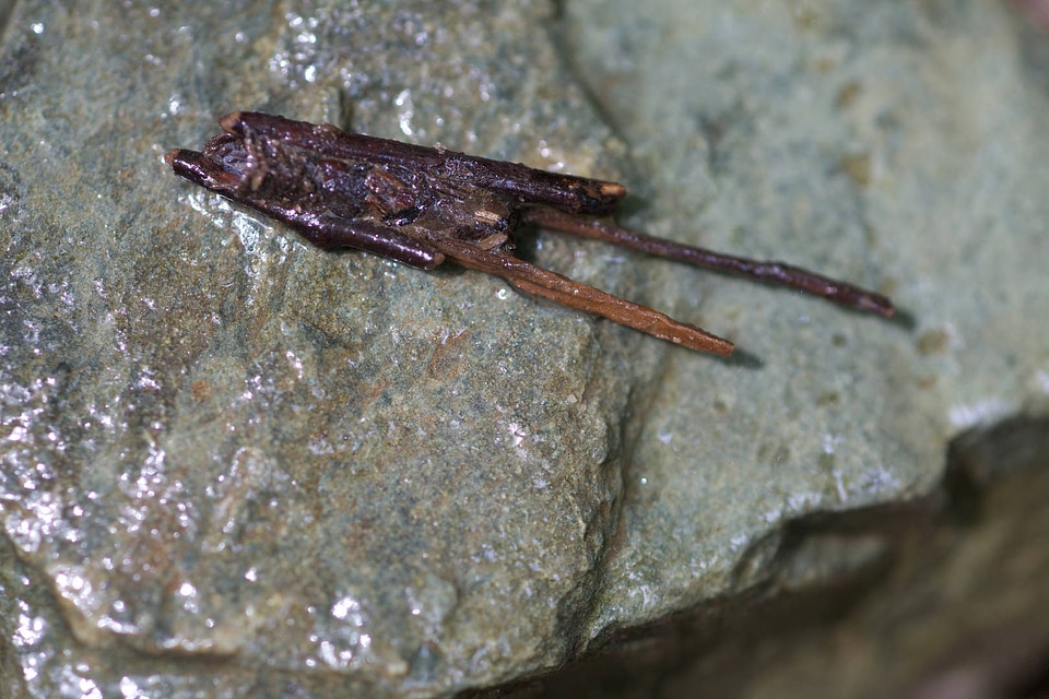 Aquatic invertebrate -1