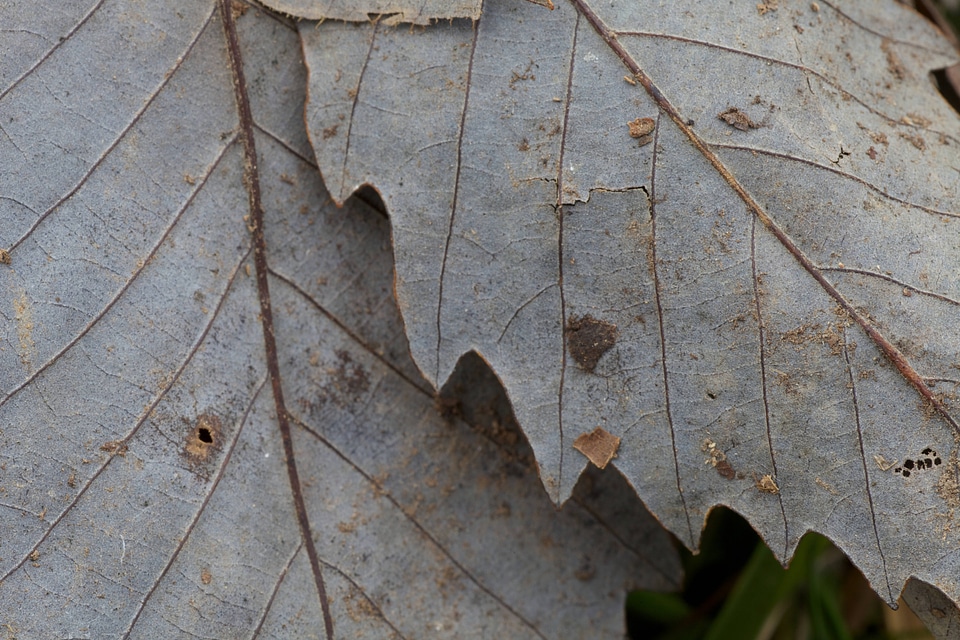 Chinkapin Oak Leaves