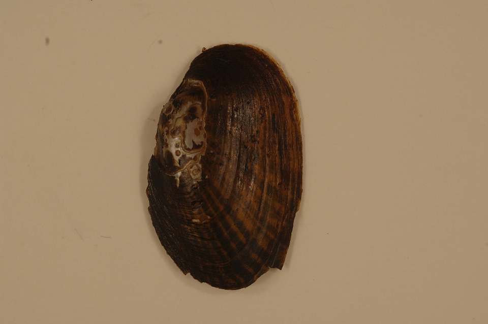 Villosa vibex (outisde)