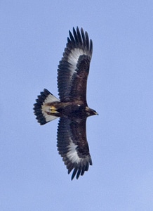 Golden Eagle in Flight photo