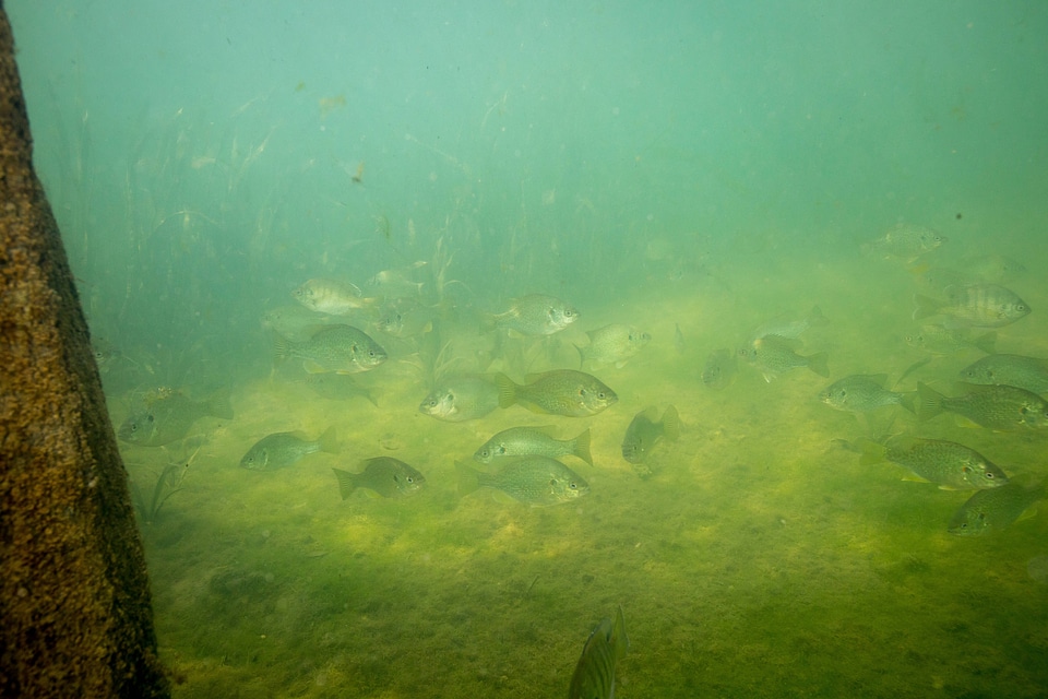 Fish congregate in Bald cypress roots-5