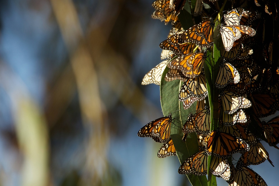 Monarch butterflies-3