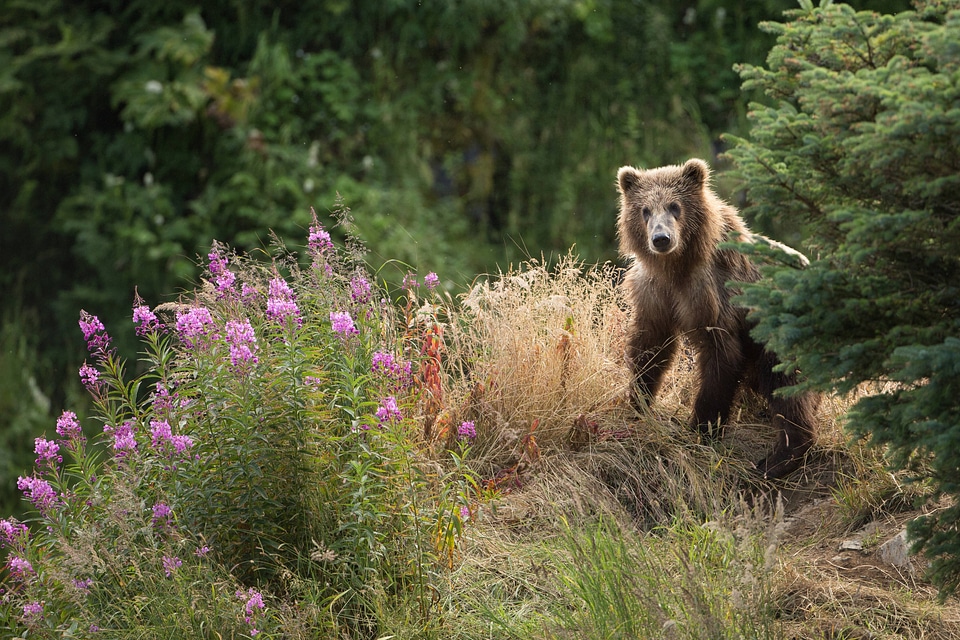 Kodiak brown bear near  wildflowers