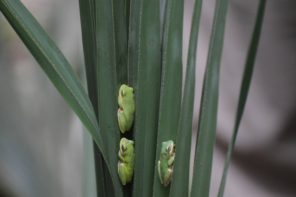 Trio of squirrel tree frogs