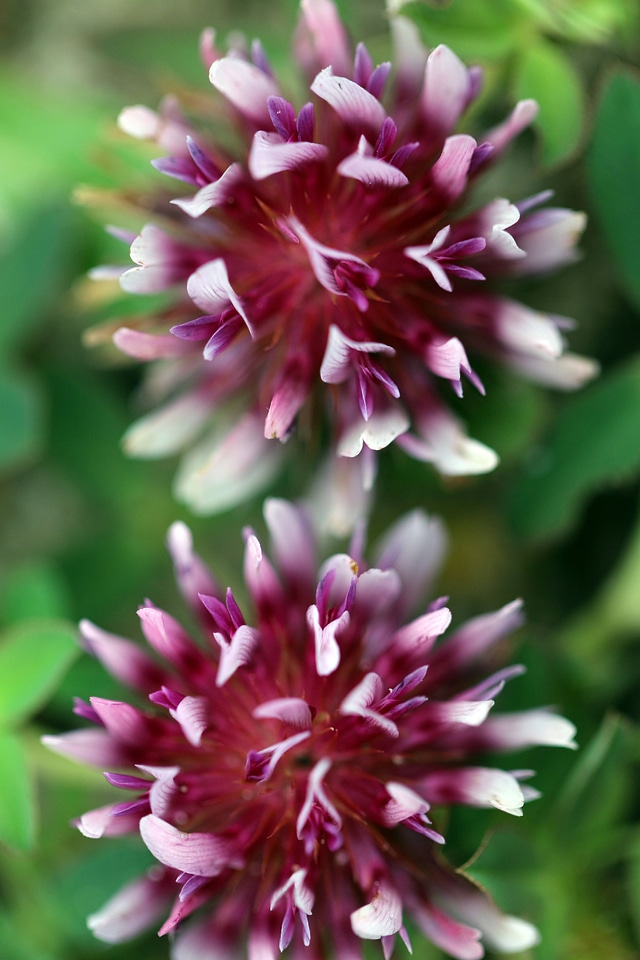 Cow's clover 