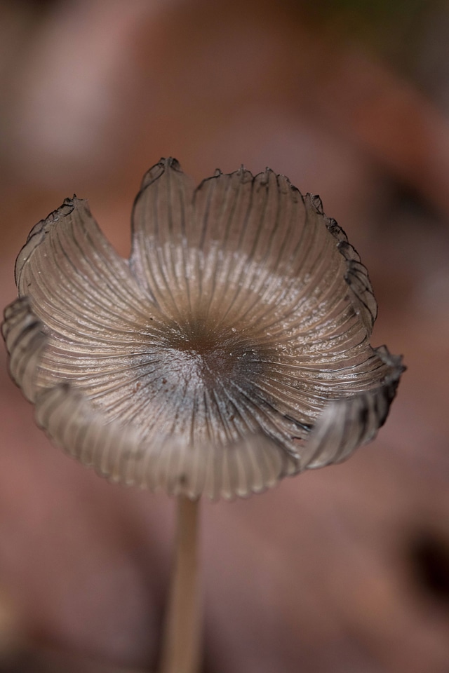 Coprinus