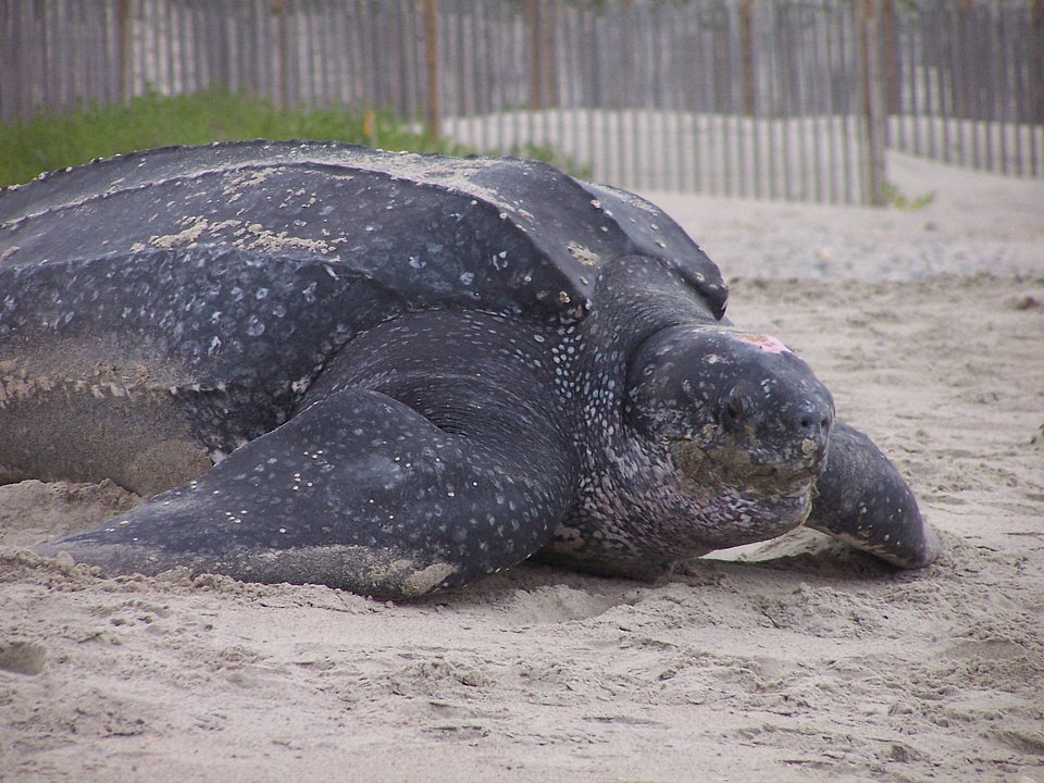 Close up of Leatherback turtle