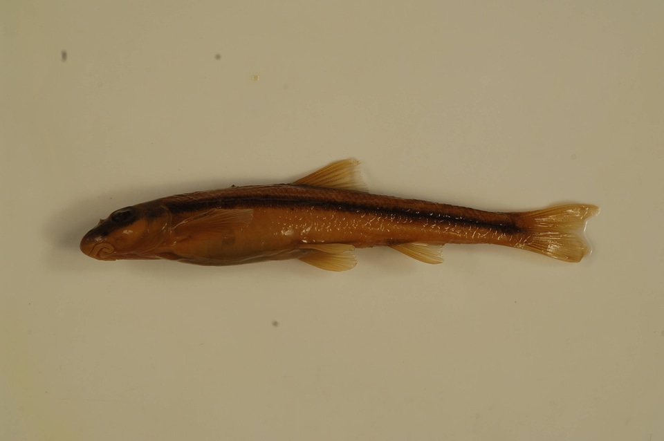Phenacobius uranops-6