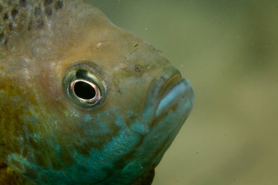 Bluegill on nest-1