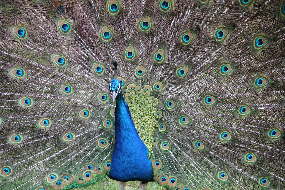 Bird wings feather