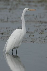 Great Egret-1 photo