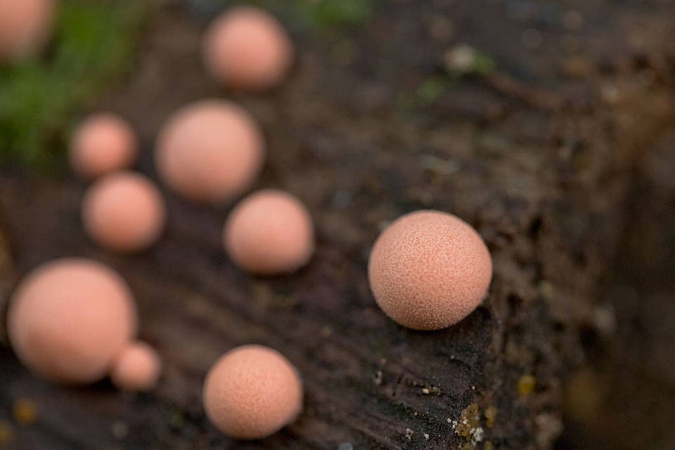 Lycogala epidendrum