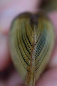 Freshwater mussel rays on young mussel-1