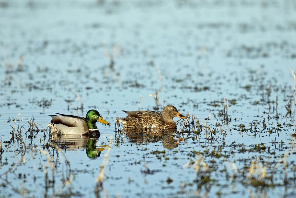 Mallards, male and female