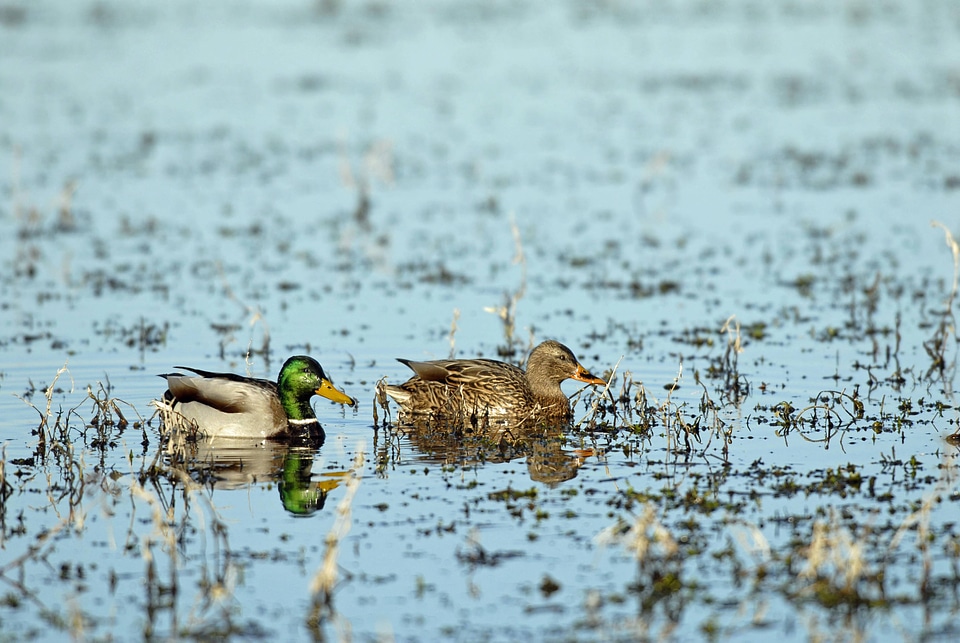 Mallards, male and female photo