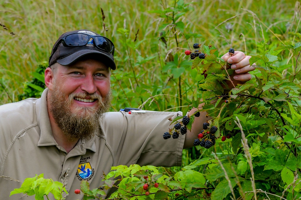NCTC land management specialist with wild blackberry bushes with berries-1