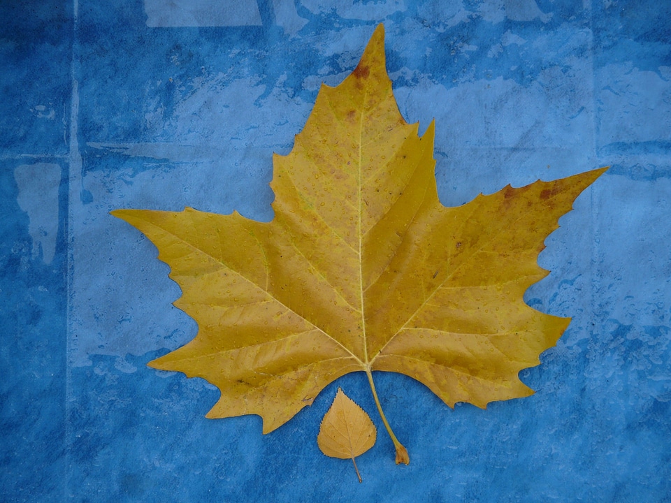 Fall foliage maple leaf yellow photo