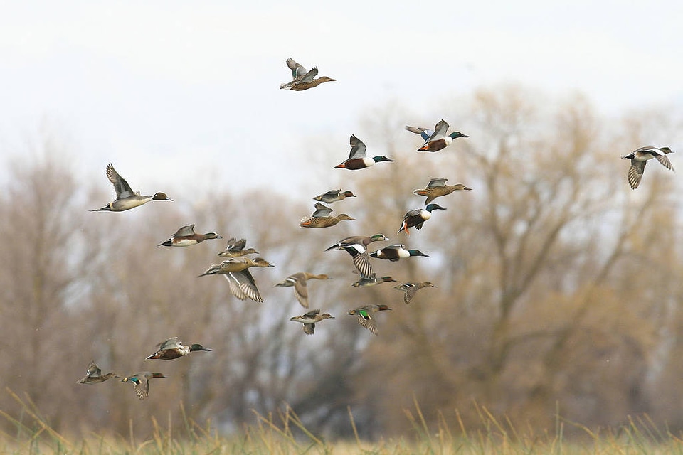 Mixed ducks in flight