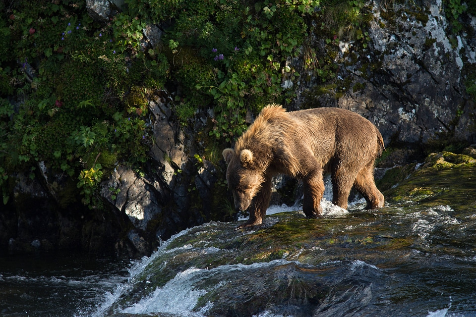 Kodiak brown bear on the falls-2