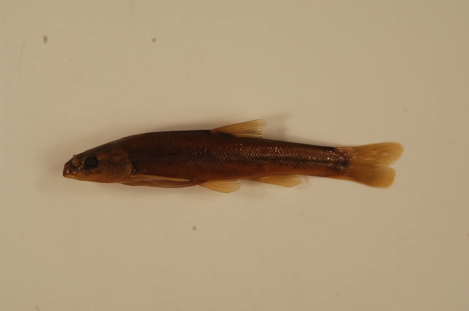 Rhinichthys cataractae-5