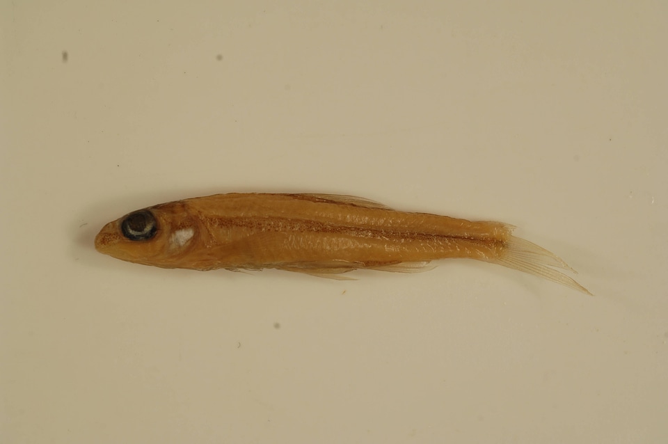 Hybopsis amblops-1