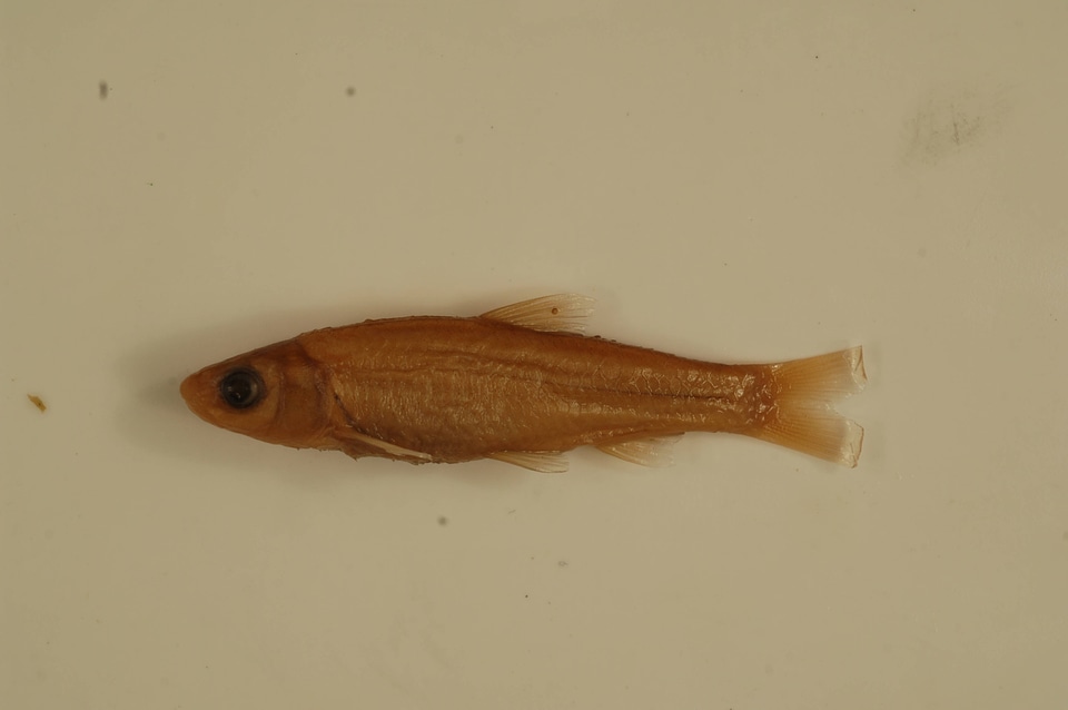 Hybognathus regius-3