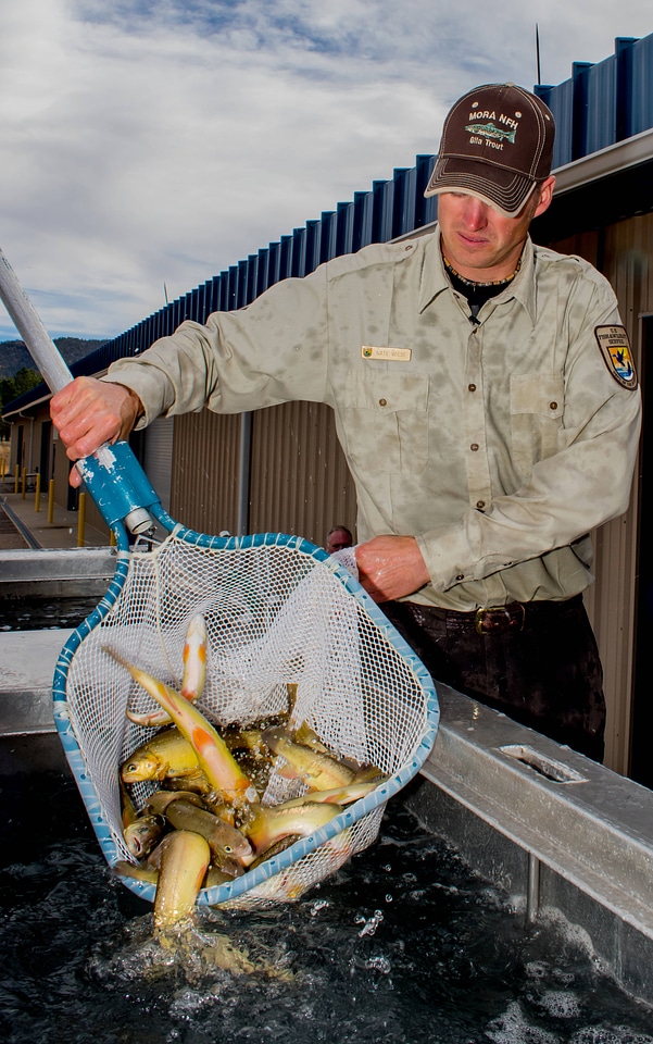 FWS personnel loading Gila Trout onto Fish transportation truck at Mora National Fish Hatchery-3