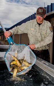FWS personnel loading Gila Trout onto Fish transportation truck at Mora National Fish Hatchery-3