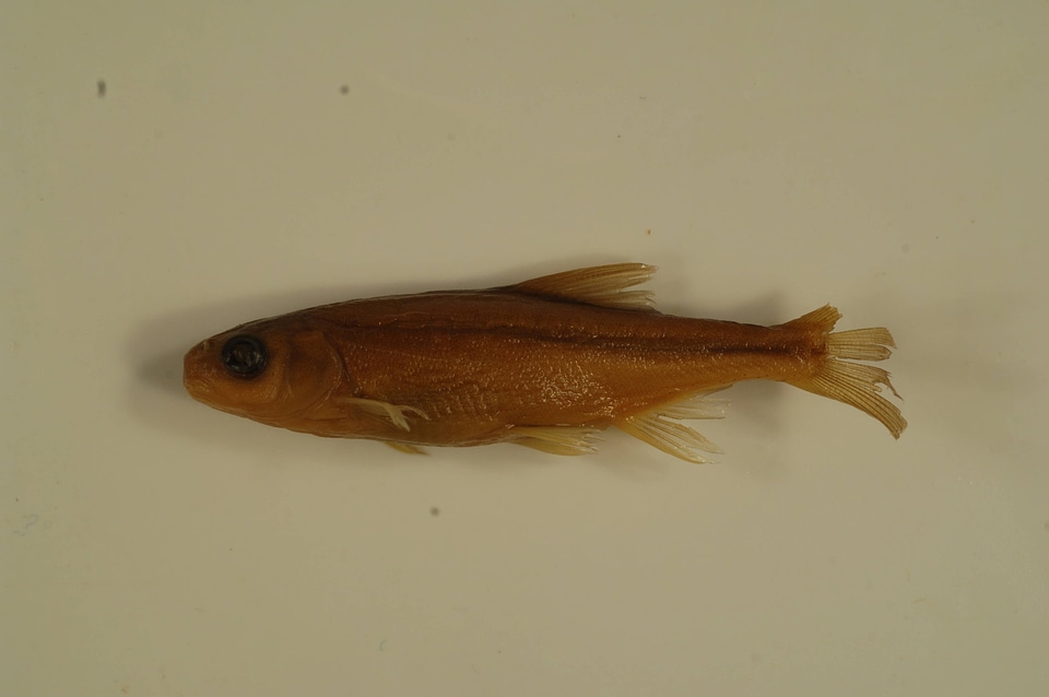Acrocheilus alutaceus