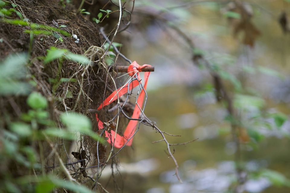 Flagging during river and stream assessment-1