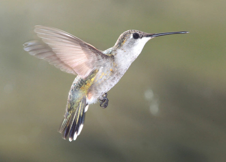 Black-chinned Hummingbird