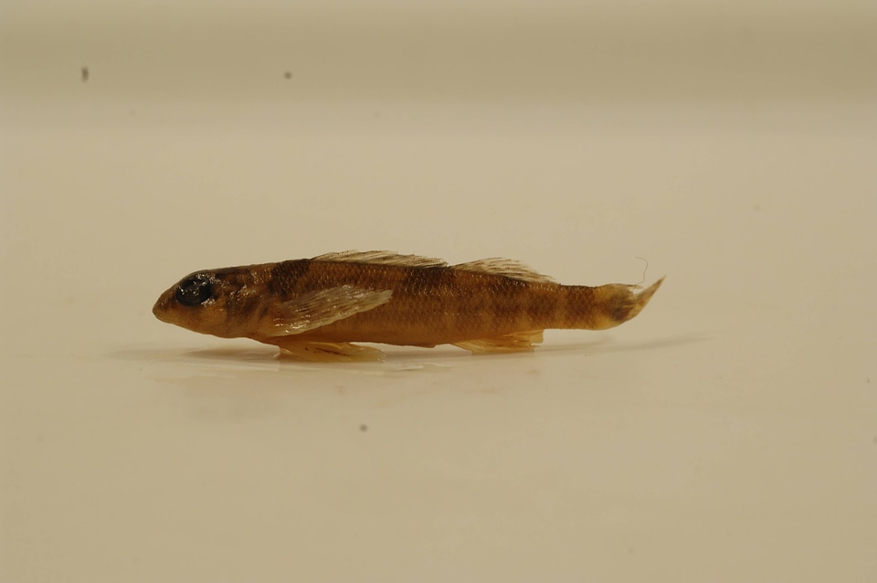Etheostoma variatum-1