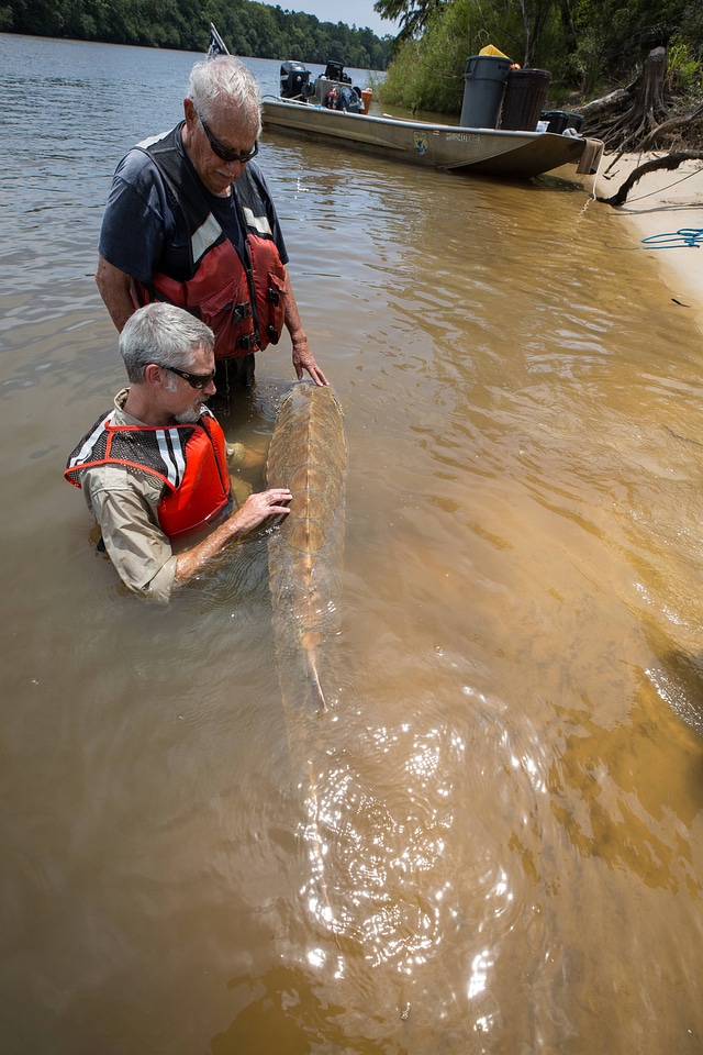 Biologists display spine of Gulf sturgeon in river-2