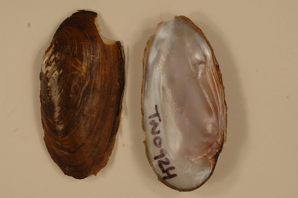 Elliptio dilatata-1