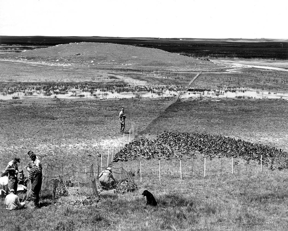 Historical Waterfowl Survey-2