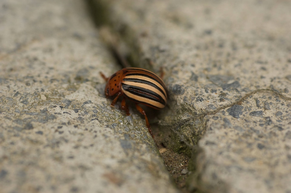 Colorado potato beetle-2