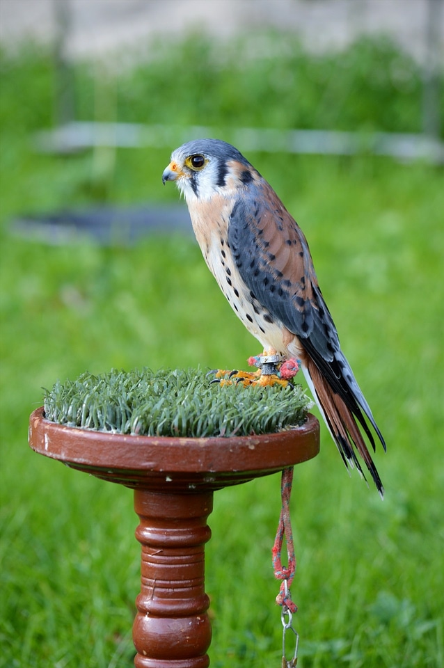 Perched wildlife aves