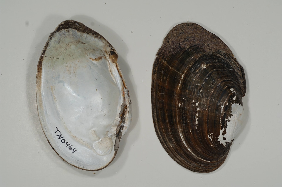Ortmanniana pectorosa-3