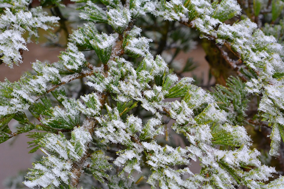 Frozen hoarfrost close up