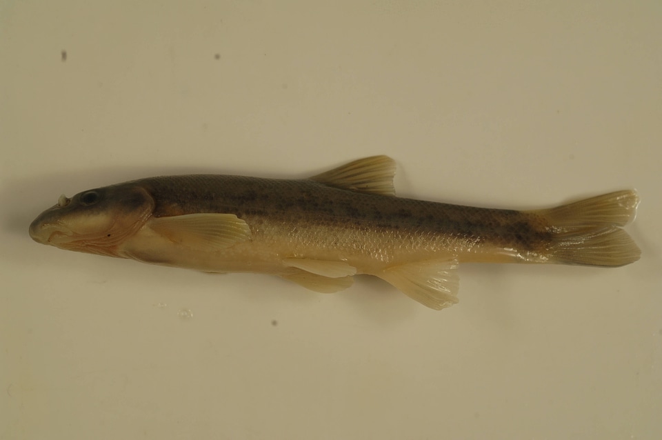 Rhinichthys cataractae-1
