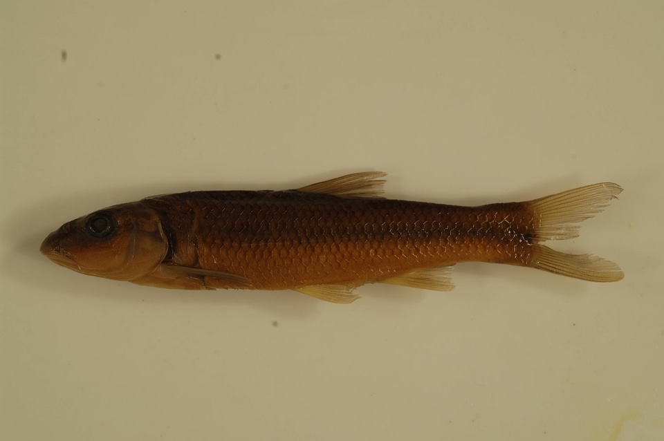 Nocomis platyrhynchus-1