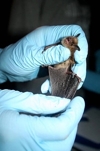 Wing band on Little brown bat photo